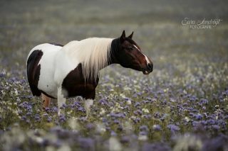 Summer Memories 💜  Dieser Sommer war für mich besonders. Aufregend, voller toller Momente, mit viel Regen und noch mehr tollen Shootings. Diese Location hier kam sowas von unverhofft und obwohl ich kein großer Lila - Fan bin, liebe ich die Ergebnisse so sehr.
Da muss ich euch einfach noch mehr zeigen  Pyna Colada @kaja_beck00 💜  Zählt das als klassisches Portrait, @claudia_rahlmeier 🤭  Denn besondere Tiere verdienen besondere Erinnerungen ❤️
~ Sara Landvogt Fotografie 📷
👉 Weitere Infos: Link in Bio  #summertime #pferdefotografie #pintohorse #lewitzer #equinephotography #flowerpower