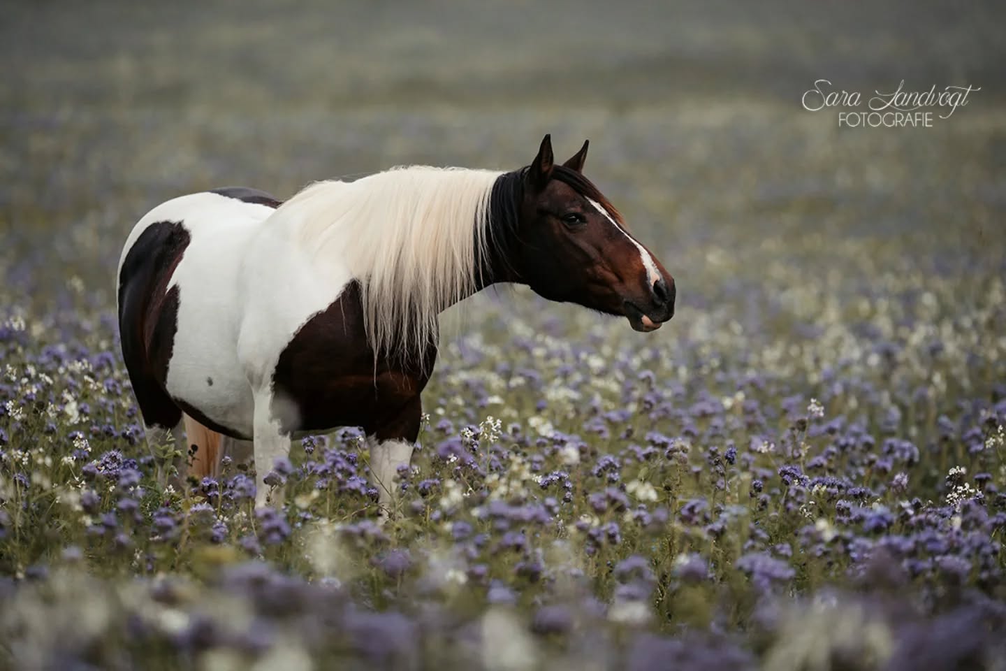 Summer Memories 💜  Dieser Sommer war für mich besonders. Aufregend, voller toller Momente, mit viel Regen und noch mehr tollen Shootings. Diese Location hier kam sowas von unverhofft und obwohl ich kein großer Lila - Fan bin, liebe ich die Ergebnisse so sehr.
Da muss ich euch einfach noch mehr zeigen  Pyna Colada @kaja_beck00 💜  Zählt das als klassisches Portrait, @claudia_rahlmeier 🤭  Denn besondere Tiere verdienen besondere Erinnerungen ❤️
~ Sara Landvogt Fotografie 📷
👉 Weitere Infos: Link in Bio  #summertime #pferdefotografie #pintohorse #lewitzer #equinephotography #flowerpower