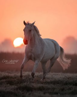 Wie man zum Frühaufsteher wird...?  Für solch einen Sonnenaufgang stehe auch ich gerne auf. Die Stimmung ist einfach magisch ✨  Im Winter lohnt es sich besonders, und man muss nicht so extrem früh raus. Für wen darf ich als nächstes früh aufstehen? ☺️  Denn besondere Tiere verdienen besondere Erinnerungen ❤️
~ Sara Landvogt Fotografie 📷
👉 Weitere Infos: Link in Bio  #pferdefotografie #sonnenaufgang #sunrise #schimmelliebe #nikonz9 #equinephotography #morningslikethis