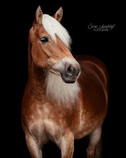 KI Überschwemmung 😵‍💫  Wohin man schaut, sieht man KI-generierte Inhalte. Das neue Werbeplakat des Ortsvereins? Mit KI illustriert.
Die Beschreibung eines Instagrambeitrags? Aneinander gereihte KI Phrasen.
Der nächste Trend in den Stories? Mit KI veränderte Fotos. Das Urlaubssouvenir? Ki-Grafik.  Während ich diesen Text schreibe, schwebt unter meinem Text der Button "Umformulieren" - powered by Meta AI...  Langsam frage ich mich: Was ist hier noch echt? Wer schreibt hier überhaupt noch selbst, welches Werbeplakat ist wirklich von Künstlern erschaffen und was ist reiner KI Slob?  Für mich ist die KI ein Tool, was unterstützt, aber nicht kreiert. Ich nutze es gerne, um Zäune zu entfernen oder kleine Schönheitsfehler auszugleichen.  Meine Texte schreibe ich selbst, ich möchte euch etwas von mir hier erzählen und weitergeben, ihr sollt mich durch meinen Content gern etwas kennenlernen.  Jetzt bin ich neugierig: wer hat das alles gelesen, wem geht's ähnlich oder finden sich hier große KI Fans?
Bin gespannt uf den Austausch.  Denn besondere Tiere verdienen besondere Erinnerungen ❤️
~ Sara Landvogt Fotografie 📷
👉 Weitere Infos: Link in Bio  #pferdefotografie #pferdemädchen #horsegirl #haflinger #haflingersofinstagram
#instahorse #equinephotography #realphoto #editing