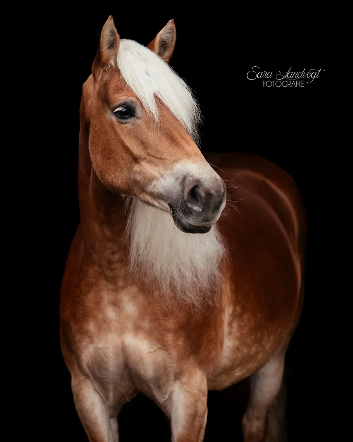 KI Überschwemmung 😵‍💫  Wohin man schaut, sieht man KI-generierte Inhalte. Das neue Werbeplakat des Ortsvereins? Mit KI illustriert.
Die Beschreibung eines Instagrambeitrags? Aneinander gereihte KI Phrasen.
Der nächste Trend in den Stories? Mit KI veränderte Fotos. Das Urlaubssouvenir? Ki-Grafik.  Während ich diesen Text schreibe, schwebt unter meinem Text der Button "Umformulieren" - powered by Meta AI...  Langsam frage ich mich: Was ist hier noch echt? Wer schreibt hier überhaupt noch selbst, welches Werbeplakat ist wirklich von Künstlern erschaffen und was ist reiner KI Slob?  Für mich ist die KI ein Tool, was unterstützt, aber nicht kreiert. Ich nutze es gerne, um Zäune zu entfernen oder kleine Schönheitsfehler auszugleichen.  Meine Texte schreibe ich selbst, ich möchte euch etwas von mir hier erzählen und weitergeben, ihr sollt mich durch meinen Content gern etwas kennenlernen.  Jetzt bin ich neugierig: wer hat das alles gelesen, wem geht's ähnlich oder finden sich hier große KI Fans?
Bin gespannt uf den Austausch.  Denn besondere Tiere verdienen besondere Erinnerungen ❤️
~ Sara Landvogt Fotografie 📷
👉 Weitere Infos: Link in Bio  #pferdefotografie #pferdemädchen #horsegirl #haflinger #haflingersofinstagram
#instahorse #equinephotography #realphoto #editing