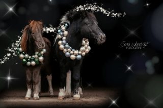 Klein aber Oho 😈
Auch die Kleinsten sehen mit Weihnachtskränzen herrlich festlich aus 🎄
Mit der zusätzlichen Bearbeitung bin ich selbst immer unschlüssig, ob ichs schick oder zu kitschig finde. Was meint ihr? 🙈  🐴: Mupfel und Kröte @horseconnection_el  Denn besondere Tiere verdienen besondere Erinnerungen ❤️
~ Sara Landvogt Fotografie 📷
👉 Weitere Infos: Link in Bio  #shetland #shetty #shetlandpony #poniesofinsta #weihnachtspony #pferdefotografie