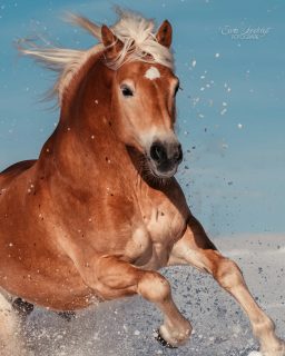 Winterfreuden ❄️  Fotoshooting im Schnee ist ein absolutes Highlight. Kaum planbar, aber wenn es klappt dann umso genialer. Hier hatten wir Sonne zu einer eine Woche alten, frisch angetauten Schneedecke. Besser geht nicht ✨  Denn besondere Tiere verdienen besondere Erinnerungen ❤️
~ Sara Landvogt Fotografie 📷
👉 Weitere Infos: Link in Bio  #wintermood #haflinger #fotoshooting #pferdefotografie #equinephotography