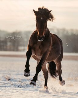 Waiting for Winter ❄️  Vermutlich unpopulär, aber ich sehne den ersten richtigen Schnee herbei. Wenn alles ein wenig heller und doch ruhiger ist 🫶 dann komme ich so richtig in Weihnachtsstimmung.
Die Schattenseiten eines Wintereinbruchs blende ich da einfach mal aus 😁  Wer hofft auch auf Schnee?  Denn besondere Tiere verdienen besondere Erinnerungen ❤️
~ Sara Landvogt Fotografie 📷
👉 Weitere Infos: Link in Bio  #pferdefotografie #kaltblut #kaltipower #drafthorse #kaltblutLiebe #equinephotography #snow