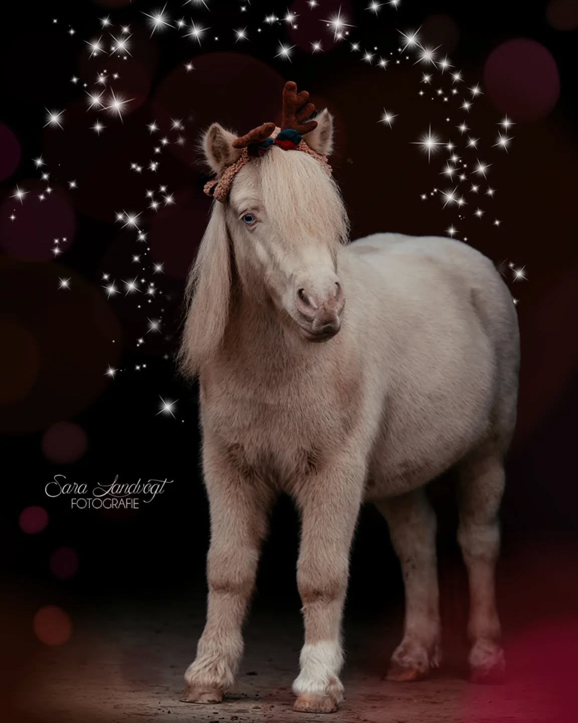 🕯️🕯️ Advent
Und schon brennt die zweite Kerze. Ich hab meine Geschenke weitestgehend beisammen, wie sieht es bei euch aus?
Für kurzfristige kann ich Gutscheine für gemeinsame Zeit oder besondere Erlebnisse empfehlen. Vielleicht sogar ein Fotoshooting? 😉  Ist King nicht ein bezauberndes Rentier?  Denn besondere Tiere verdienen besondere Erinnerungen ❤️
~ Sara Landvogt Fotografie 📷
👉 Weitere Infos: Link in Bio  #wintermood #pferdefotografie #shetland #poniesofinsta #ponypower #weihnachtspony