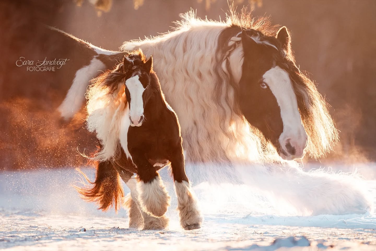 🕯️ Advent  Gestern war noch Sommer und heute ist schon der erste Advent. Für mich eigentlich der Start in die stade Zeit, doch ein paar Shootings stehen noch an und ich warte sehnsüchtig auf Schnee ⛄  Diese Art der Montage (Doppelbelichtung) wollte ich schon ewig ausprobieren - wie gefällt euch sowas?  Habt einen wundervollen Sonntag 🫶  Denn besondere Tiere verdienen besondere Erinnerungen ❤️
~ Sara Landvogt Fotografie 📷
👉 Weitere Infos: Link in Bio  #wintermood #irishcob #tinker #pferdefotografie #equinephotography #paardenfotografie #scheckenliebe