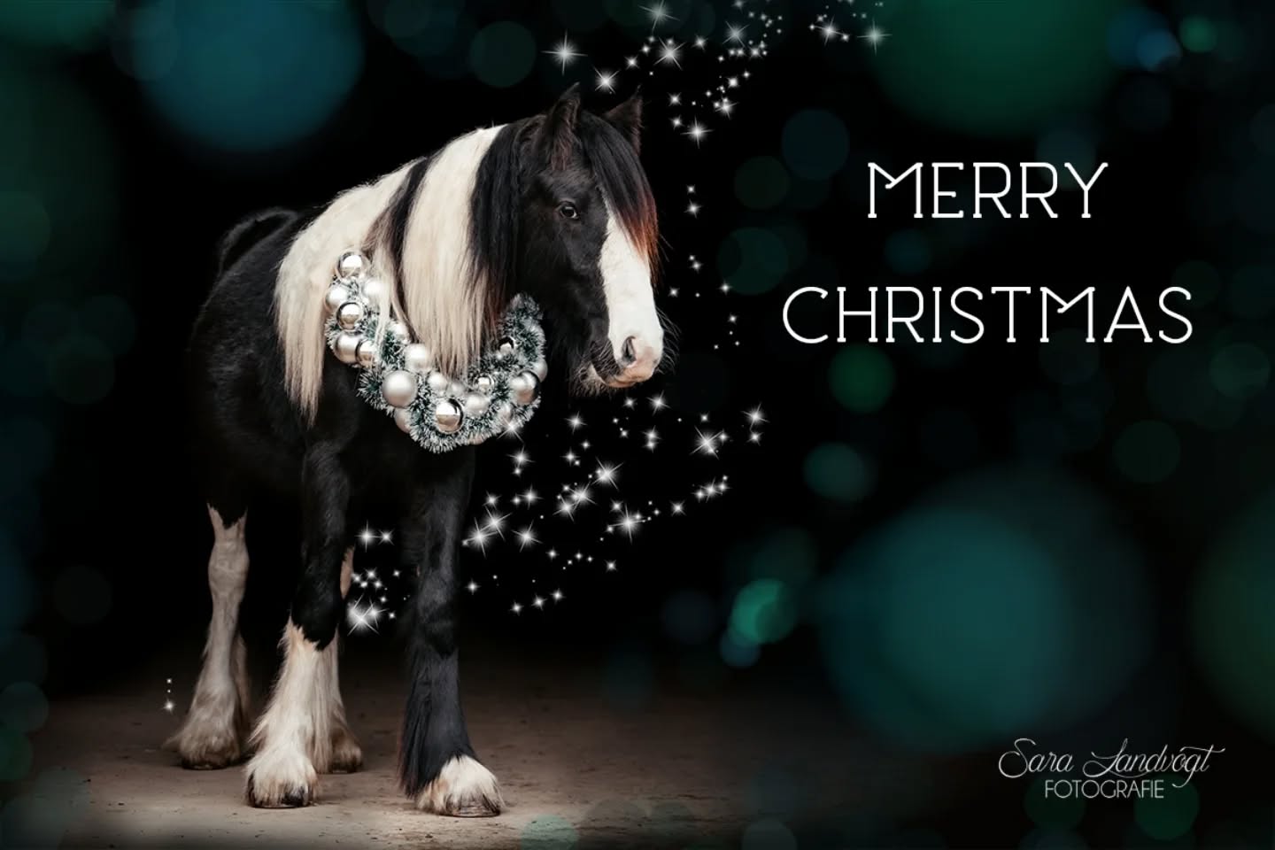 Frohe Weihnachten ✨  Ihr Lieben, ich wünsche Euch ein frohes Fest. Habt eine tolle Zeit mit euren Liebsten, ob Zwei - oder Vierbeiner. Genießt die Feiertage, kümmert euch auch mal um euch selbst, esst gut und ohne schlechtes Gewissen und lasst das Jahr gut ausklingen.  @horseconnection_el hat sich zu Weihnachten ein Camilo-Bild auf diesem Account gewünscht, dein Wunsch sei mir Befehl ♥️  Denn besondere Tiere verdienen besondere Erinnerungen ❤️
~ Sara Landvogt Fotografie 📷
👉 Weitere Infos: Link in Bio  #pferdefotografie #irishcob #weihnachtspony #christmasvibes #scheckenliebe