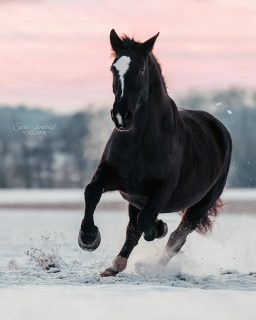 🕯️🕯️🕯️🕯️ Advent  Und schon ist es so weit, Weihnachten steht vor der Tür. Auf richtigen Schnee warte ich immer noch, ich hoffe, nächstes Jahr kann die Schneefoto-Warteliste abgearbeitet werden 🌨️  Daher gibt's also heute ein Schneebild aus dem letzten Winter für euch 🦄  Hast du schon Schneefotos von deinem Pferd? Falls nein, melde dich gerne bei mir und trage dich auf die Warteliste ein  Denn besondere Tiere verdienen besondere Erinnerungen ❤️
~ Sara Landvogt Fotografie 📷
👉 Weitere Infos: Link in Bio  #nikonz9 #pferdefotografie #kaltipower #wintershooting #kaltblutLiebe