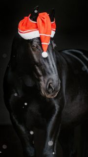 Thank you, 2025 🥹  Traumhafte Sonnenuntergänge. Erfrischende Wasserlocations. Neue Vierbeiner kennenlernen und manchmal sofort für immer Farewell sagen 🌈
Wir haben viel zusammen gelacht, manchmal zusammen geweint. Doch immer haben wir diese Emotion als Erinnerunge für die Ewigkeit festgehalten.  Danke an euch alle, für all eure lieben Kommentare und die Unterstützung. Ich freue mich, euch in 2026 wieder zu sehen oder endlich kennenzulernen.
Habt einen guten Start ins neue Jahr, auf dass eure Träume sich realisieren lassen. Ich habe gehört, gute Vorsätze sind wieder in? Dann haut doch mal raus, was ihr euch vornehmt. Ich fange an: es wird weniger Termine am Wochenende geben 😱  Denn besondere Tiere verdienen besondere Erinnerungen ❤️
~ Sara Landvogt Fotografie 📷
👉 Weitere Infos: Link in Bio  #2025wrapped #pferdefotografie #newyear #horsegirl