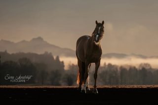 Wintermood 🌬️  Der Jahreswechsel ist geschafft, das neue Jahr begrüßt uns. Und wie ich diese Stimmung liebe, wenn es knackig kalt ist und die Sonne den Nebel beleuchtet. Dazu dann noch der Atemdunst, herrlich.
Dafür lohnt es sich zu frieren.  Wenn auch Du Lust auf Fotos mit so einer Stimmung hast, melde Dich. Momentan habe ich sogar noch kurzfristige Termine frei 📷  Denn besondere Tiere verdienen besondere Erinnerungen ❤️
~ Sara Landvogt Fotografie 📷
👉 Weitere Infos: Link in Bio  #pferdefotografie #mountainview #fuchsstute #equinephotography #morningslikethis