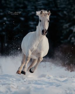 NERO 🏎️💨💨  Absolute Winterfreuden waren das am Wochenende. Bei Pferd und Fotografin! Da fiel die Auswahl, welches Bild ich zuerst teile, besonders schwer. Ihr könnt euch also auf noch das eine oder andere Schneefoto freuen 😁  Besser im Querformat: Scroll rüber, um das Bild in voller Schönheit zu sehen 👉  Denn besondere Tiere verdienen besondere Erinnerungen ❤️
~ Sara Landvogt Fotografie 📷
👉 Weitere Infos: Link in Bio  #pferdefotografie #schimmelliebe #schnee #equinephotography