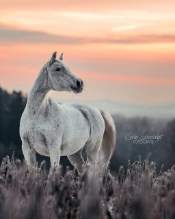 Wenn der Drache erwacht 🐉🌬️  Ich glaube jeder Pferdebesitzer kann sich den Sound zu diesem Foto vorstellen 😄 Boneta hat beim Shooting im Sonnenaufgang Rehe gesehen und musste sich dann ein wenig aufplustern. Fürs Foto natürlich sehr schön - zum Glück war sie dennoch gut händelbar, wir haben dann nur auf Freilauffotos verzichtet. Da war auch so schon genug Energie da 🔥  Ein Fotoshooting ist immer individuell und auch wenn Actionfotos geplant waren: es sind Tiere. Wenn es nicht passt, ist es so und schöne Erinnerungen gibt's natürlich trotzdem ☺️
Swipe, um das Bild in voller Pracht zu sehen  Denn besondere Tiere verdienen besondere Erinnerungen ❤️
~ Sara Landvogt Fotografie 📷
👉 Weitere Infos: Link in Bio  #pferdefotografie #lipizzaner
#schimmelliebe #equinephotography