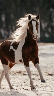 Handy vs Kamera 🤯  Da ich diese Art von Videos auch bei anderen immer wieder spannend finde, habe ich selbst auch nochmal gebastelt. Praktischerweise hatte ich mein Handy auf der Blitzhalterung der Kamera befestigt, sodass sich die Perspektiven 1:1 decken und dieser satisfying Vergleich zustande kommt.  Wenn du noch einen Grund gebraucht hast, ein professionelles Shooting beim Fotografen deiner Wahl zu buchen: Hier ist er 🫶  Denn besondere Tiere verdienen besondere Erinnerungen ❤️
~ Sara Landvogt Fotografie 📷
👉 Weitere Infos: Link in Bio  #pferdefotografie #equinephotography #passion #scheckenliebe