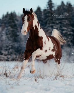 Fotografenträume 🥹  Der Januar war bisher geprägt von traumhaften Bedingungen. Sonnenaufgänge, Schnee, Sonnenuntergänge und so viele schöne Pferde vor der Kamera. Bei der Bilderflut fällt die Auswahl immer schwer, was ich euch zeige. Heute fiel die Wahl auf den hübschen Flamenco 💃
Swipe, um ihn in voller Schönheit zu sehen ❤️  Habe ich dir auch Lust auf ein winterliches Fotoshooting gemacht? Shootingtermine für Februar findest du in meinem Storyhighlight 🤫  Denn besondere Tiere verdienen besondere Erinnerungen ❤️
~ Sara Landvogt Fotografie 📷
👉 Weitere Infos: Link in Bio  #pferdefotografie #scheckenliebe #painthorse #schnee #fotoshooting