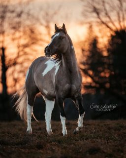 Vision vs Technik 🌄  Im Sonnenuntergang fotografieren hat sich früher wie ein Selbstläufer angefühlt. Mit den Jahren und der Erfahrung kam der Punkt, an dem es schwierig wurde, die eigene Vision technisch umzusetzen. Bei diesen Fotos kann ich stolz sagen: Ich liebe die Ergebnisse. Es steckt doch etwas mehr Arbeit drin, als es vielleicht aussieht, doch letztendlich versuche ich nur, meine Perspektive wiederzugeben:
Genau so habe ich Django und Tati an dem Abend gesehen. Voller Ausdruck und Eleganz vor einem wunderschön bunten Himmel 🫶  Wenn du diese Stimmung nutzen willst, um Erinnerungen festzuhalten, findest du mögliche Shootingtermine im Story Highlight 📣  Denn besondere Tiere verdienen besondere Erinnerungen ❤️
~ Sara Landvogt Fotografie 📷
👉 Weitere Infos: Link in Bio  #pferdefotografie #painthorse #quarab #equinephotography #scheckenliebe