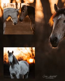 Gold & Silber ✨  Die winterliche Abendsonne steht einfach jeder Fell Farbe. Hier fiel die Entscheidung wieder besonders schwer, deshalb gibt's gleich fünf Fotos auf einmal. Swipe 👉
Hättest du dich entscheiden können?  Denn besondere Tiere verdienen besondere Erinnerungen ❤️
~ Sara Landvogt Fotografie 📷
👉 Weitere Infos: Link in Bio  #pferdefotografie #purarazaespañola #spanishhorse #instahorse #buckskin