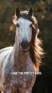 Everybody welcome 🫶  Bei einem Fotoshooting setze ich jedes Pferd in Szene. Ob klein oder groß, jung oder alt. Denn jedes Tier ist auf seine eigene Art wunderschön und das möchte ich für die Ewigkeit festhalten ❤️  Denn besondere Tiere verdienen besondere Erinnerungen ❤️
~ Sara Landvogt Fotografie 📷
👉 Weitere Infos: Link in Bio  #pferdefotografie #pferdemädchen #horsegirl #passion