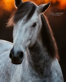Langweilige Portraits? 🥱  In der Instagram bubble, in der es bei Fotoshootings häufig nach dem Motto "höher - schneller - weiter" geht, genieße ich gerne die Ruhe, die von einem klassischen Portrait ausgeht.
Wenn ein Pferd einfach durch seinen Charakter, durch seinen Blick und das Ohrenspiel wirkt.  Dieses Foto hätte ich beim Bilder sichten fast gelöscht, doch irgendwie hat es mich doch gecatched. Wie findet ihr es? Scrollt rüber, um es in voller Schönheit zu sehen 👉  Für den Februar gibt es noch zwei freie Termine. Melde dich bei mir, wenn du die Winter Sonnenuntergänge auch so liebst 🫶  Denn besondere Tiere verdienen besondere Erinnerungen ❤️
~ Sara Landvogt Fotografie 📷
👉 Weitere Infos: Link in Bio  #pferdefotografie #schimmelliebe #purarazaespañola #apfelschimmel