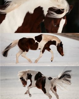 Kreativitätsflaute? 😳  Fotografie ist nicht nur Handwerk. Wenn ich fotografiere, versuche ich alle meine Sinnneseindrücke in Fotos auszudrücken, Emotionen zu verbildlichen.
Das geht mir manchmal ganz leicht von der Hand, manchmal gibt es aber auch Kleinigkeiten, die mich total blockieren. Kurz vorher eine blöde Nachricht bekommen, schwierige Bedingungen vor Ort, Stau auf dem Weg... Da ist es wichtig, wieder in den richtigen Modus zu kommen.
Für mich sind freie Projekte daher fester Bestandteil meiner Arbeit. Einfach kreativ austoben, mal Risiken eingehen oder aus gewohnten Mustern ausbrechen, ohne den Druck, abliefern zu müssen. Und, du kannst es dir wahrscheinlich denken, es kommen immer schöne Ergebnisse bei raus. Manchmal sogar mehr als bei regulären Shootings 🤫 und danach ist der Kopf einfach frei und ich tue mich auch bei normalen Shootings wieder leichter, in den Flow zu kommen.  🐴: Bounty @laraa_krb  Denn besondere Tiere verdienen besondere Erinnerungen ❤️
~ Sara Landvogt Fotografie 📷
👉 Weitere Infos: Link in Bio  #pferdefotografie #kreativität #equinephotography #scheckenliebe #ponypower