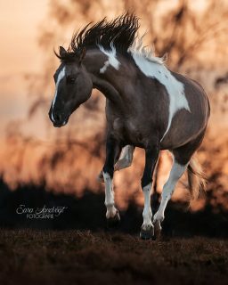 POV: Fotoshooting ohne Insekten 🥳👯  Ich sehe überall die Stories und Posts, dass ihr euch alle so auf den Sommer freut. Ich gehe da mit, mit einem ABER: ich habe jetzt schon keine Lust auf die ganzen Insekten 🥲 weder darauf, zerstochen zu werden (ich bin leider Mückenmagnet), noch auf die Retusche von hunderten schwarzen Punkten je Shooting.
Deshalb liebe ich Fotoshootings früh im Jahr. Tolles Licht und nix krabbelt. Wenn auch du Team Insektenfrei bist, schreib mir gerne und sichere dir deinen Termin für ein Frühjahrs-Fotoshooting 🌷  Denn besondere Tiere verdienen besondere Erinnerungen ❤️
~ Sara Landvogt Fotografie 📷
👉 Weitere Infos: Link in Bio  #pferdefotografie #scheckenliebe #fotoshooting #frühling #equinephotography