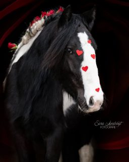 Be my Valentine? 🌹  Letztes Jahr hatten wir beim Krapfenessen spontan die Idee, Whisky ein Zuckerherz auf die Nase zu kleben. Dieses Jahr haben wir das etwas professioneller gemacht und sind mit Rosen und Klebeherzen zu Werke gegangen.
Und weil das eigene Pferde in den eigenen Augen natürlich immer das schönste ist, gibt's es heute nochmal ein Camilo-Foto für euch 🥰  Swipe, um den ultimativen Fail zu sehen 🫠  100% echt, keine KI. Nur ein wenig Aufwand und Liebe ❤️  Denn besondere Tiere verdienen besondere Erinnerungen ❤️
~ Sara Landvogt Fotografie 📷
👉 Weitere Infos: Link in Bio  #pferdefotografie #valentines #equinephotography #noai #realphotography