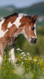 Vorfreude auf den Frühling 🌷  Nicht mehr lange, dann wird wieder alles grün und bunt. Der Frühling ist einfach meine liebste Jahreszeit und ich freue mich schon riesig auf viele tolle geplante Shootings.  Wenn auch du Lust hast, tolle Erinnerungen in der frischen Natur festzuhalten, meld dich gern bei mir und sichere dir dein Frühjahrs-Fotoshooting.  Denn besondere Tiere verdienen besondere Erinnerungen ❤️
~ Sara Landvogt Fotografie 📷
👉 Weitere Infos: Link in Bio  #springtime #frühling #equinephotography #pferdefotografie #horsegirl