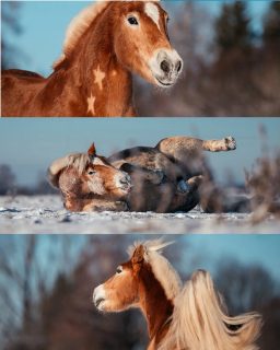 Goodbye, Winter ❄️  Ein letztes Mal muss ich euch noch Schneefotos zeigen. Dieses Jahr hatten wir immerhin ein paar Tage Schnee und Snoopy passt farblich einfach perfekt dazu 🥰  Was denkst du, wie lange haben wir für diese Vielfalt an Motiven fotografiert? 🕰️  Denn besondere Tiere verdienen besondere Erinnerungen ❤️
~ Sara Landvogt Fotografie 📷
👉 Weitere Infos: Link in Bio  #pferdefotografie #haflinger #ponypower #equinephotography #schnee
