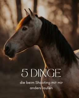 Für deinen Special Moment 🫶  Vorgespräch - Outfit - Natürlichkeit - Geduld - Wartezeit  Das sind nur ein paar der Punkte, die bei einem Shooting mit mir vielleicht etwas anders ablaufen, als du erwartet hättest oder von anderen kennst.
Meine mittlerweile jahrzehntelange Erfahrung (ich werde alt...) hat gezeigt, dass dies für mich der richtige Weg ist, um schöne und authentische Momente für die Ewigkeit festzuhalten.  Hättest du das so erwartet oder gab's für dich eine Überraschung?  Denn besondere Tiere verdienen besondere Erinnerungen ❤️
~ Sara Landvogt Fotografie 📷
👉 Weitere Infos: Link in Bio  #pferdefotografie #fotoshooting #equinephotography #muenchenfotograf