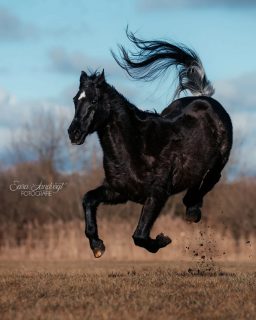 Frühlingsgefühle ⚡  Lange hatte ich kein Vollblut mehr vor der Linse - da musste mir der hübsche Assid zeigen, was ein Araber so drauf hat. Auch wenn er schon 27 ist (!)  Bei jeder Runde hat er zuverlässig gebockt und mir damit viel Freude gemacht 😁  Der Frühling steht in den Startlöchern und mein Terminkalender füllt sich. Wenn auch du solche schönen Momente für die Ewigkeit festgehalten haben möchtest, schreib mir gern und wir planen dein Traumshooting 🥰📷  Denn besondere Tiere verdienen besondere Erinnerungen ❤️
~ Sara Landvogt Fotografie 📷
👉 Weitere Infos: Link in Bio  #pferdefotografie #araber #seelenpferd #frühling