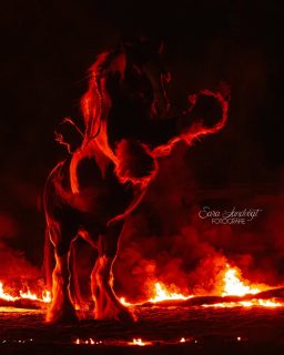 Year of the fire horse 🔥  Wenn eine große Portion Spontanität und Spaß mit einem Pferd zusammenkommen, das man auch "Showman" nennt und die volle Aufmerksamkeit und die "wooow"s der Zuschauer genießt 🥰
Deckhengst Hermit's Conquest vom @schrankenschneiderhof zaubert mir eine neue core memory, einen Moment, den ich nie wieder vergessen werde ❤️  Denn besondere Tiere verdienen besondere Erinnerungen ❤️
~ Sara Landvogt Fotografie 📷
👉 Weitere Infos: Link in Bio  #pferdefotografie #nikonz9 #firehorse #irishcob