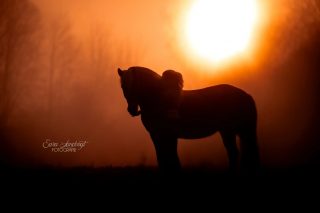 Magic Moment ✨  Selten habe ich so viele Reaktionen auf ein Bild bekommen wie auf die Scherenschnittaufnahme in meinem letzten Karussellposting. Da habe ich doch gerne noch eins aus der Serie bearbeitet ☺️.  Fun fact: eigentlich war die Sonne an dem Punkt schon sehr stark und ich war ziemlich geblendet. Aus der Not heraus habe ich dann gezielt unterbelichtet und geschaut, was dabei rum kommt. Mit diesem wunderschönen Ergebnis hatte auch ich nicht gerechnet 🥰  Und weil es so schön ist und ich daran nichts ändern wollte, gibt's mal kein Algorithmus-optimiertes Hochformat sondern ein Oldschool 2:3 Querformat.  Denn besondere Tiere verdienen besondere Erinnerungen ❤️
~ Sara Landvogt Fotografie 📷
👉 Weitere Infos: Link in Bio  #pferdefotografie #pferdemädchen #earlymorning #fotografin
