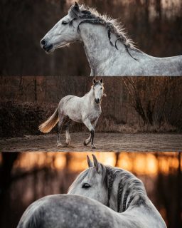 Urdidor AR 🫶  Der Beweis, dass es für tolle Erinnerungen nicht viel braucht. Ein eingezäunter Reitplatz und schönes Licht, that's it.  Swiped doch gerne durch und schreibt mir in die Kommentare, welches Bild ihr am schönsten findet 🫶  Entstanden bei einem Coaching zum Thema "Tier in Bewegung" - ich liebe es, mein Wissen weiterzugeben und dich weiterzubringen.  Denn besondere Tiere verdienen besondere Erinnerungen ❤️
~ Sara Landvogt Fotografie 📷
👉 Weitere Infos: Link in Bio  #pferdefotografie #purarazaespañola #apfelschimmel
#equinephotography