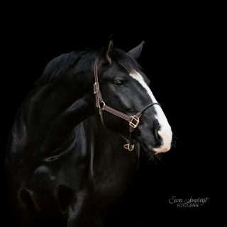 Edel & Anmutig 🖤  Pferde sind so grazile Tiere. Auch wenn sie genauso gut tollpatschig und derpy sein können 😁
Ich liebe diese Seite an ihnen sehr. Perfekt dazu passen Portraits vor schwarzem Hintergrund.
Keine Ablenkung. Keine krassen Farben. Einfach nur Fokus auf den feinen Linien, dem Ohrenspiel und dem Ausdruck 🫶  Dein Tier&Du ins beste Licht gerückt. Termine ab April verfügbar 📷✨  Denn besondere Tiere verdienen besondere Erinnerungen ❤️
~ Sara Landvogt Fotografie 📷
👉 Weitere Infos: Link in Bio  #pferdefotografie #equinephotography #schwereswarmblut