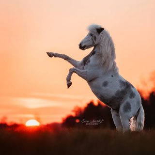 Praise the sun ☀️  An diesen Sonnenuntergängen werde ich mich wohl niemals sattsehen 🫶
Natürlich muss dein Pferd nicht steigen können, damit solche Ergebnisse raus kommen. Wenn es aber Tricks kann, dann nehme ich die natürlich immer gerne dazu und setze sie passend in Szene.
Swipe rüber, wenn du sehen willst, wie schön auch ein "langweiliges" Steh - Foto sein kann 🥰  Denn besondere Tiere verdienen besondere Erinnerungen ❤️
~ Sara Landvogt Fotografie 📷
👉 Weitere Infos: Link in Bio  #pferdefotografie #ponypower #sunsetlover #miniaturehorse