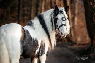 Lieblingsmotiv: bunt 🌈  Schon als Kind haben mich Schecken total angesprochen. Und noch heute schlägt mein Herz besonders hoch für die bunten Exemplare 🥰
Natürlich ist jedes Tier auf seine eigene Art wunderschön und das eigene ist sowieso immer das Allerschönste 🫶  Hast du eine Lieblingsfarbe oder Rasse?  Deckhengst Vegas Legend vom @schrankenschneiderhof ❤️  Denn besondere Tiere verdienen besondere Erinnerungen ❤️
~ Sara Landvogt Fotografie 📷
👉 Weitere Infos: Link in Bio  #pferdefotografie #irishcob #scheckenliebe #tinker