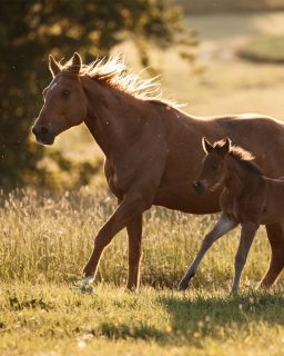 Vorfreude auf die Fohlenzeit 🥹  Auch dieses Jahr stehen wieder Fotoshootings mit Stuten und ihren Fohlen auf dem Plan. Genauer Zeitpunkt: unklar 😁 Doch ein paar Wochenenden habe ich dafür schon geblockt.  Generell habe ich ganz schön viele coole Termine im Kalender stehen und diese Woche geht es auch schon los mit einem neuen Kennenlernen und einem Wiedersehen 🥹 ich freue mich sehr und gehe dann jetzt mal meine Kameratasche packen.  Worauf freust du dich dieses Jahr besonders?  Denn besondere Tiere verdienen besondere Erinnerungen ❤️
~ Sara Landvogt Fotografie 📷
👉 Weitere Infos: Link in Bio  #pferdefotografie #fohlen #quarterhorse