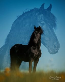 Vom Winde verweht 🌬️  Endlich ist der Frühling da und mit ihm so viel saftiges Grün. Da braucht es keine fancy Location, ein bisschen Löwenzahn auf einer Wiese und mein Fotografenherz ist glücklich 🥰  Dafür war mir der blaue Himmel etwas zu viel und ich habe zwei Fotos kombiniert. Wenn du swipest sieht du die Einzelbilder. Wie gefällt dir das?  Denn besondere Tiere verdienen besondere Erinnerungen ❤️
~ Sara Landvogt Fotografie 📷
👉 Weitere Infos: Link in Bio  #pferdefotografie #friese #frühling #equinephotography