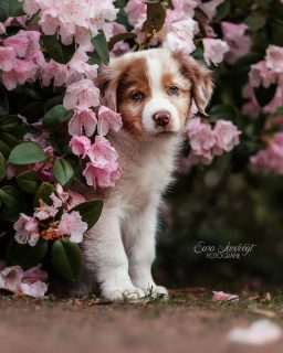 Achtung, Zuckerschock 😱  Selten poste ich hier Hundefotos als Beitrag, aber da auf meine sneak peek Story so viele Reaktionen kamen, gibt's hier gleich eine volle Ladung Welpen - Niedichkeit 🥰
June von @jucy.aussies hat hier einfach einen tollen ersten Wurf gezaubert und es war sehr schwer, sich von den Plüschkugeln zu verabschieden 😅  Mein heimliches Highlight findet sich auf den Slides 2&3 🤭
Welpen wachsen so schnell, wenn auch du deine Familie bald Zuwachs bekommt, lass' uns am besten gleich einen Fototermin für Erinnerungen fix machen 📷  Denn besondere Tiere verdienen besondere Erinnerungen ❤️
~ Sara Landvogt Fotografie 📷
👉 Weitere Infos: Link in Bio  #australianshepherds #aussiedog #welpe #cutedog