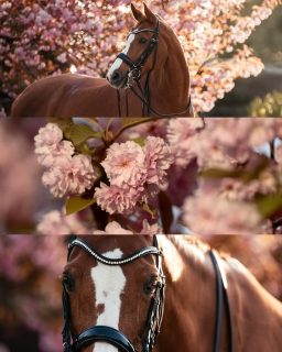 Blütenzauber 🌸  Schon seit Jahren träume ich davon, mal Pferde unter Kirschblüten zu fotografieren. Dieses Jahr kamen wir dem immerhin schon etwas näher, dank eines kleinen Kirschbaums neben dem Reitplatz. So gibt's immerhin ein bisschen Blütenpracht im Hintergrund. Und wenn dann direkt daneben noch ein Apfelbaum blüht, nimmt man den natürlich auch noch mit 😄
Wenn du ganz durch scrollst sieht du, wie klein der Kirschbaum eigentlich noch war 🤏 für schöne Portraits auf jeden Fall ausreichend.  Denn besondere Tiere verdienen besondere Erinnerungen ❤️
~ Sara Landvogt Fotografie 📷
👉 Weitere Infos: Link in Bio  #pferdefotografie #fuchsstute #kirschblüte