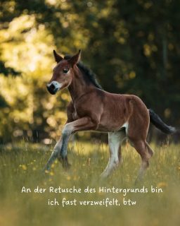 Ach, übrigens...  Ich liebe diese Trend und habe euch auch mal ein paar meiner Fails und Momente des Selbstzweifels rausgesucht. Für mehr Realität auf Instagram.  btw = by the way  Bei fast allen Sommerfotos könnte ich dazu noch schreiben, dass ich hinterher massiv zerstochen war und Allergietabletten nehmen musste 🫠  Hast du beim Shooting etwas ähnliches schon erlebt, als Fotografin oder auch vor der Kamera?  Denn besondere Tiere verdienen besondere Erinnerungen ❤️
~ Sara Landvogt Fotografie 📷
👉 Weitere Infos: Link in Bio  #pferdefotografie #btw