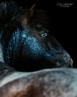 All that glitters ✨  Eine halbe Ewigkeit habe ich keine Glitter Shootings mehr gemacht. Nachdem ich den online-Workshop von Queen of Glitter Diana Wahl zum Glamour Horse angeschaut habe, war ich eigentlich recht motiviert, doch in der Realität hat mich das Gefriemel mit dem Blattgold einfach nur genervt 🫣 das wollte einfach nie so, wie ich es mir vorgestellt hatte.
Für mehr Realität undso...  Jetzt habe ich kürzlich wieder Glitzerfotos bei der lieben @jana.hadhazifotografie gesehen und parallel hatte Emma sich mal blauen Glitzer für ihr Pony Kröte gewünscht, also habe ich dem ganzen noch eine Chance gegeben. Und ich muss sagen, das Glitzer Pulver gefällt mir deutlich besser. Sowohl im Handling als auch am Pferd 🥰  Könntest du dir solche Fotos für dein Pferd vorstellen? Spätsommer ist die perfekte Zeit dafür, bevor der Fellwechsel richtig los geht ✨  Denn besondere Tiere verdienen besondere Erinnerungen ❤️
~ Sara Landvogt Fotografie 📷
👉 Weitere Infos: Link in Bio  #pferdefotografie #ponyliebe #glitter #unicorn