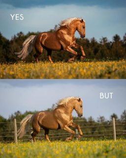 Yes... But!  Ja, ich weiß, ich bin spät zur Party. Doch Zeit ist gerade Mangelware und besser spät als nie.  Bildbearbeitung ist ein faszinierendes Themenfeld. Gib drei Fotografen die gleiche Ausrüstung und die selben Models und du wirst trotzdem drei ganz unterschiedliche Ergebnisse bekommen.
Denn durch Bildbearbeitung möchte ich meine Vision kommunizieren. Euch zeigen, was ich im jeweiligen Moment wahrgenommen habe.  Und ja, diese Arbeit steckt hinter jedem Foto. Manche sind schneller bearbeitet, andere brauchen ihre Zeit.  Scroll doch mal durch die Bilder. Hättest du erwartet, dass die Rohdaten so aussehen?  Denn besondere Tiere verdienen besondere Erinnerungen ❤️
~ Sara Landvogt Fotografie 📷
👉 Weitere Infos: Link in Bio  #pferdefotografie #bildbearbeitung #editing #equinephotography