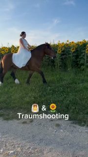 Sommer-Mädchentraum-Shooting 🌻👰  Wenn man in Stallnähe ein Sonnenblumenfeld entdeckt und das für später im Jahr geplante After Wedding Fotoshooting spontan vorverlegt 😄 hat sich gelohnt, oder?  Natürlich waren wir nicht im Feld, es wurde keine Sonnenblume beschädigt und der Bauer hat uns sogar kurz beim Shooting zugesehen und die schönen Pferde begutachtet 🥰  Denn besondere Tiere verdienen besondere Erinnerungen ❤️
~ Sara Landvogt Fotografie 📷
👉 Weitere Infos: Link in Bio  #pferdefotografie #pferdemädchen #kaltblutLiebe #afterwedding
