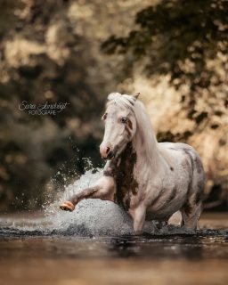 Wassermagie ✨  Dieses Jahr hatte ich besonders viel Freude an meiner Sommeraktion "Wassermagie". Denn gerade bei den heißen Temperaturen gibt es doch nichts besseres, als eine Abkühlung. Und ich nehme die auch gerne mit und für die schönsten Erinnerungen gehe ich mit vollem Körpereinsatz natürlich auch baden 😄  Und wenn die Pferde an der Abkühlung so viel Spaß wie hier Whisky haben, macht mich das besonders glücklich 🥰 Scroll rüber, um dieses Foto in voller Schönheit zu sehen 👉  🐴: Whisky @horseconnection_el  Denn besondere Tiere verdienen besondere Erinnerungen ❤️
~ Sara Landvogt Fotografie 📷
👉 Weitere Infos: Link in Bio  #pferdefotografie #pferdemädchen #americanminiaturehorse #ponypower