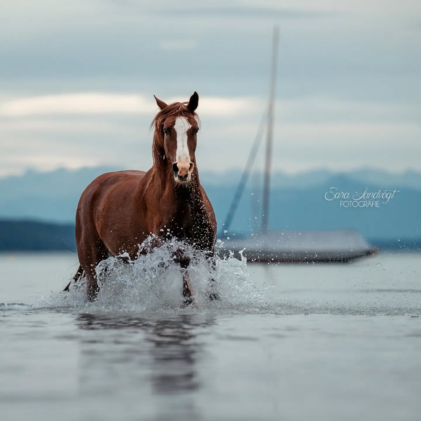 Waves 🌊  Shootings am und im Wasser sind mein Sommer Highlight. Dieses Jahr zieht sich das ganze allerdings noch gut in den Herbst hinein 🤭
Letztes Wochenende ging es für mich an den Ammersee und die Kulisse ist einfach der Hammer. Ich liebe das sanfte Panorama im Hintergrund und das Segelboot hat doch auch was, oder?  Und das wird nicht das letzte Wassershooting dieses Jahr... Denn Anfang Oktober habe ich nämlich nochmal einen ganz besonderen Termin im Kalender stehen, es geht an die Nordsee 😍 freue mich riesig!  Denn besondere Tiere verdienen besondere Erinnerungen ❤️
~ Sara Landvogt Fotografie 📷
👉 Weitere Infos: Link in Bio  #pferdefotografie #arabian #equinephotography #ammersee