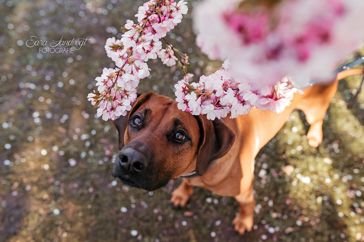 Sakura in München: Der schönste Ort für dein Frühlingsshooting mit Hund