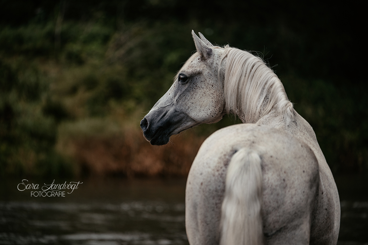 Fotografenhalfter beim Pferdeshooting – Erklärung, Einsatz & Sicherheit