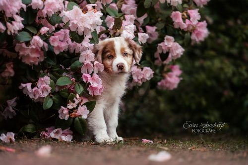 226 1949 B-Kopie